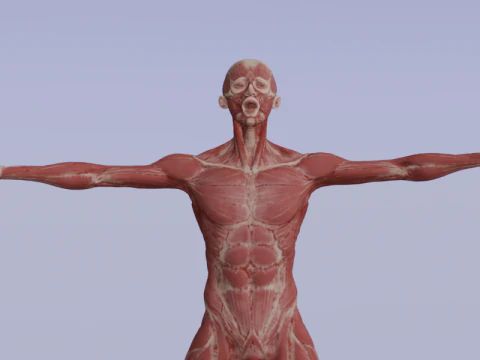 Struktur Anatomi Tubuh Penuh Anatomi Otot Manusia yang Realistis Model 3D