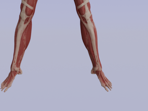 Anatomía Del Músculo Humano Realista Estructura Anatómica De Cuerpo Completo Modelo 3D