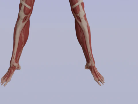 Struktur Anatomi Tubuh Penuh Anatomi Otot Manusia yang Realistis Model 3D