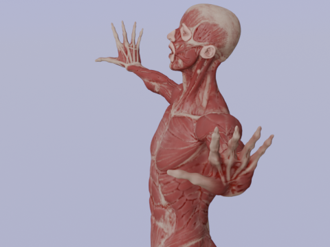 Anatomía Del Músculo Humano Realista Estructura Anatómica De Cuerpo Completo Modelo 3D