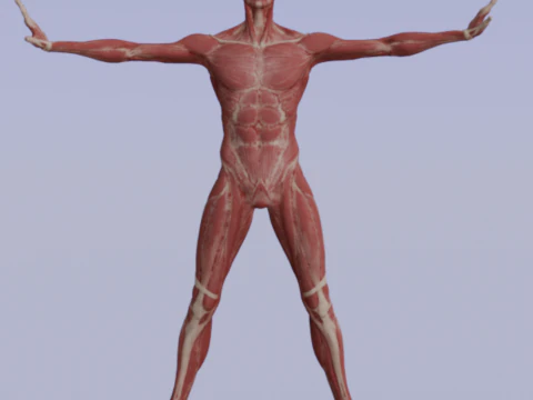 Struktur Anatomi Tubuh Penuh Anatomi Otot Manusia yang Realistis Model 3D