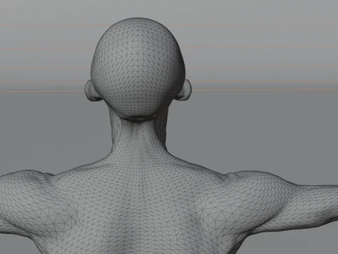 Struktur Anatomi Tubuh Penuh Anatomi Otot Manusia yang Realistis Model 3D