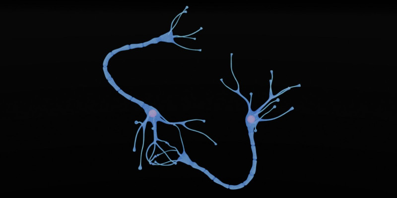 Neuron Sel Saraf Realistis Model 3D .c4d .max .obj .3ds .fbx .stl .blend 