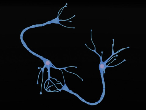 Neuron Sel Saraf Realistis Model 3D