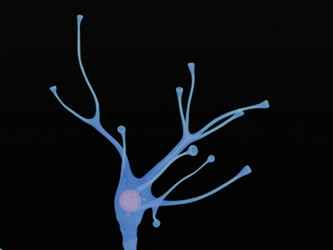 Neuron Sel Saraf Realistis Model 3D