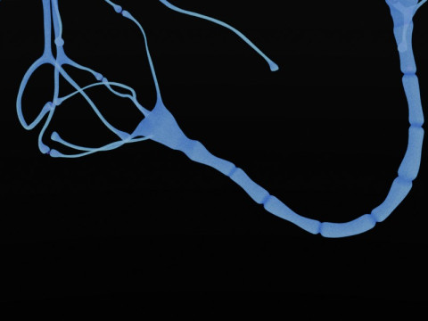 Neuron Sel Saraf Realistis Model 3D