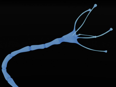 Neuron Sel Saraf Realistis Model 3D