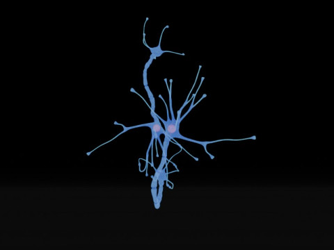 Neuron Sel Saraf Realistis Model 3D