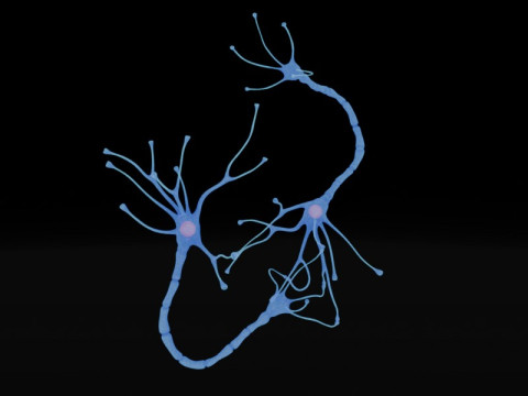 Neuron Sel Saraf Realistis Model 3D