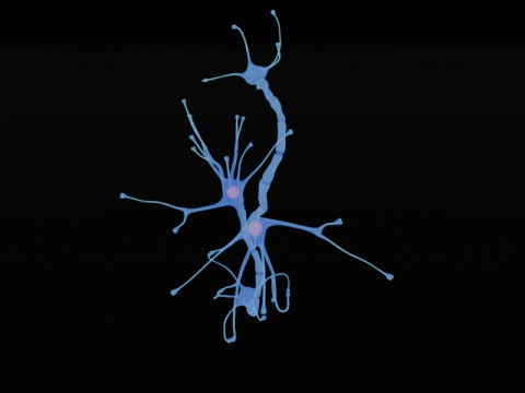 Neuron Sel Saraf Realistis Model 3D