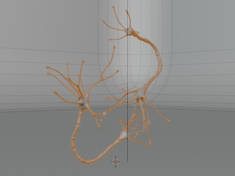 Neuron Sel Saraf Realistis Model 3D