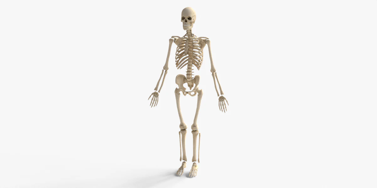Anatomia dello scheletro umano adulto con struttura scheletrica completa per l'educazione medica Modello 3D .c4d .max .obj .3ds .fbx .stl .blend 
