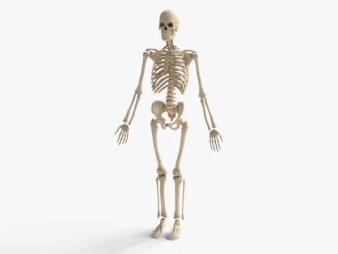 Adult Human Skeleton Anatomy With Complete Skeletal Structure For Medical Education 3D Model