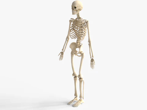 Anatomia dello scheletro umano adulto con struttura scheletrica completa per l'educazione medica Modello 3D
