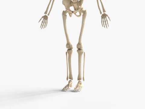 Anatomia dello scheletro umano adulto con struttura scheletrica completa per l'educazione medica Modello 3D