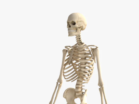 Anatomia dello scheletro umano adulto con struttura scheletrica completa per l'educazione medica Modello 3D