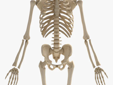 Anatomia dello scheletro umano adulto con struttura scheletrica completa per l'educazione medica Modello 3D