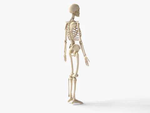 Anatomia dello scheletro umano adulto con struttura scheletrica completa per l'educazione medica Modello 3D