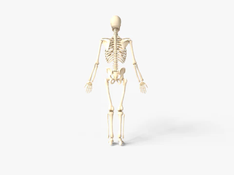 Anatomia dello scheletro umano adulto con struttura scheletrica completa per l'educazione medica Modello 3D