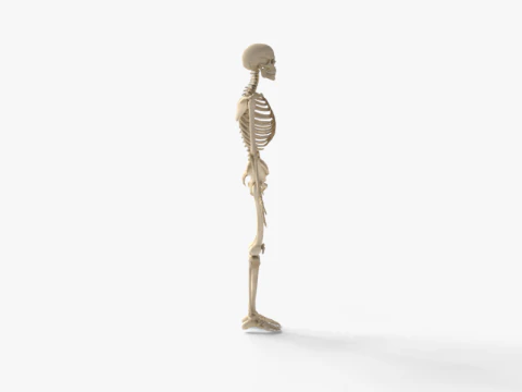 Anatomia dello scheletro umano adulto con struttura scheletrica completa per l'educazione medica Modello 3D