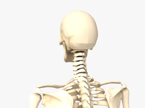 Anatomia dello scheletro umano adulto con struttura scheletrica completa per l'educazione medica Modello 3D