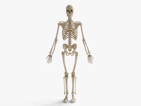 Anatomia dello scheletro umano adulto con struttura scheletrica completa per l'educazione medica Modello 3D