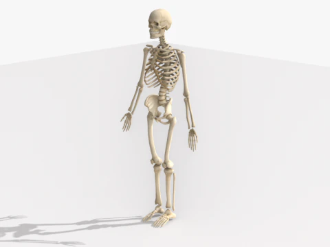 Anatomia dello scheletro umano adulto con struttura scheletrica completa per l'educazione medica Modello 3D