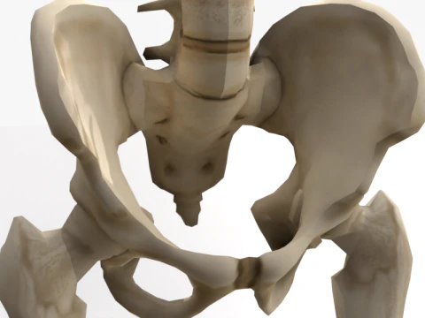 Anatomia dello scheletro umano adulto con struttura scheletrica completa per l'educazione medica Modello 3D