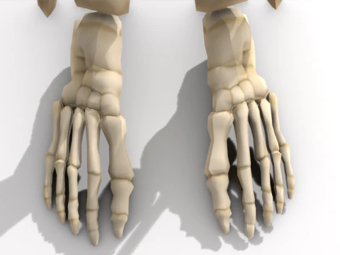 Anatomia dello scheletro umano adulto con struttura scheletrica completa per l'educazione medica Modello 3D