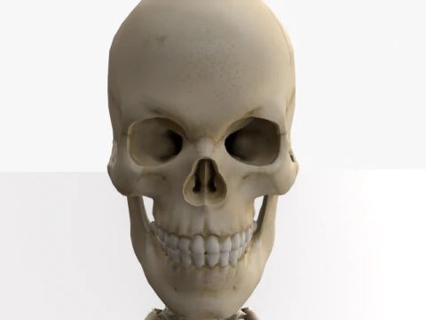 Anatomia dello scheletro umano adulto con struttura scheletrica completa per l'educazione medica Modello 3D