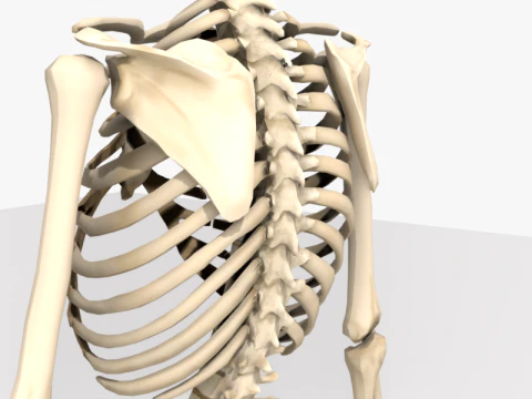 Anatomia dello scheletro umano adulto con struttura scheletrica completa per l'educazione medica Modello 3D
