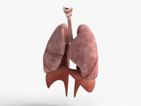Polmoni umani realistici con diaframma tracheale Modello 3D
