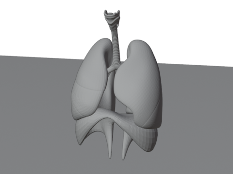 Diaframma Beshmesh della trachea dei polmoni umani realistici Modello 3D