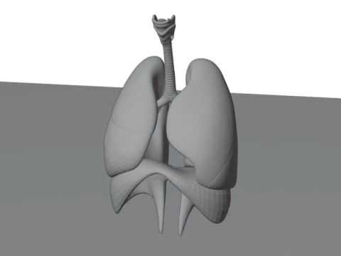 リアルな人間の肺気管隔膜ベシュメッシュ 3Dモデル
