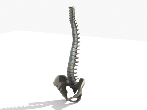 상세한 인간 척추 및 골반 해부학 3D 모델