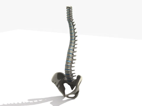 Szczegółowa anatomia ludzkiego kręgosłupa i miednicy Model 3D
