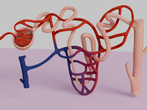 Highly Detailed Human Kidney Nephron 3D Model