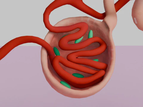 Highly Detailed Human Kidney Nephron 3D Model