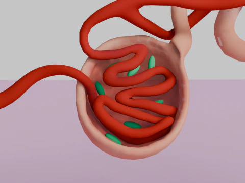 Highly Detailed Human Kidney Nephron 3D Model