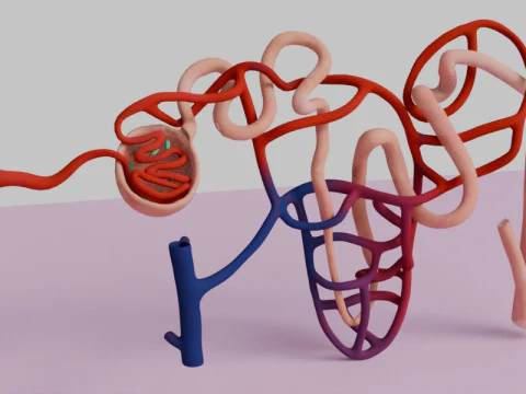 Highly Detailed Human Kidney Nephron 3D Model