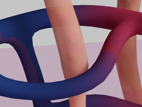 Highly Detailed Human Kidney Nephron 3D Model