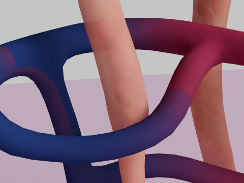 Highly Detailed Human Kidney Nephron 3D Model