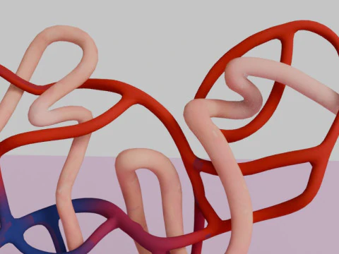 Highly Detailed Human Kidney Nephron 3D Model