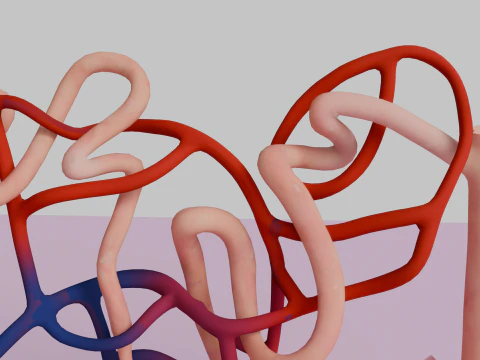 Highly Detailed Human Kidney Nephron 3D Model