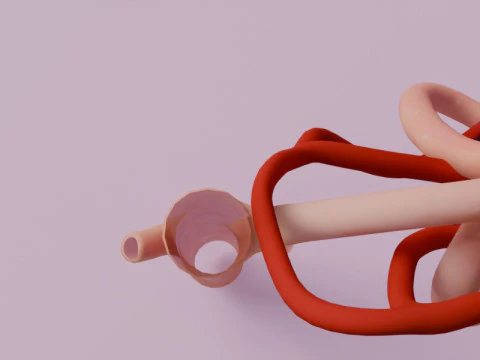 Highly Detailed Human Kidney Nephron 3D Model