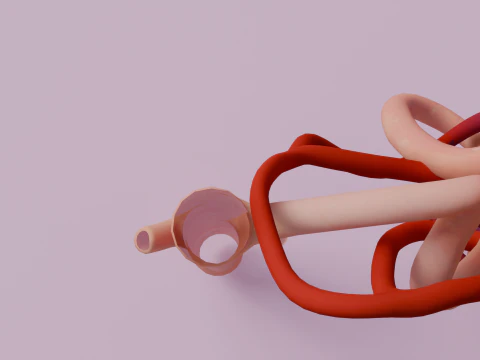 Highly Detailed Human Kidney Nephron 3D Model