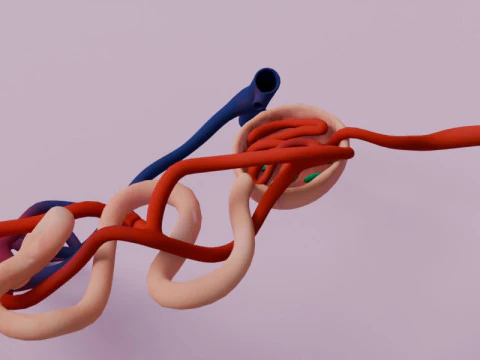 Highly Detailed Human Kidney Nephron 3D Model