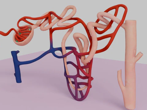 Highly Detailed Human Kidney Nephron 3D Model