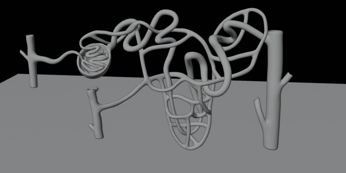 Highly Detailed Human Kidney Nephron Beshmesh 3D Model .c4d .max .obj .3ds .fbx .stl .blend 