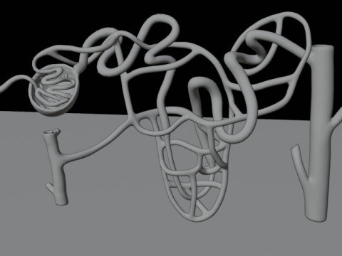 Highly Detailed Human Kidney Nephron Beshmesh 3D Model
